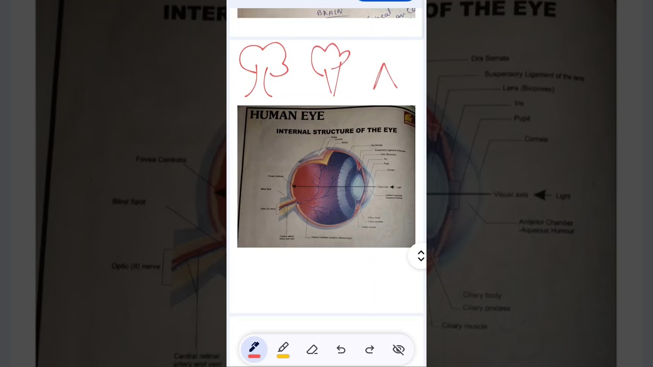 Human eye