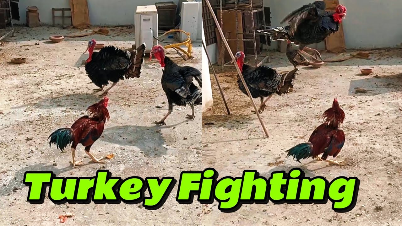Turkey Birds and Aseel shamo fight in Pakistan 
