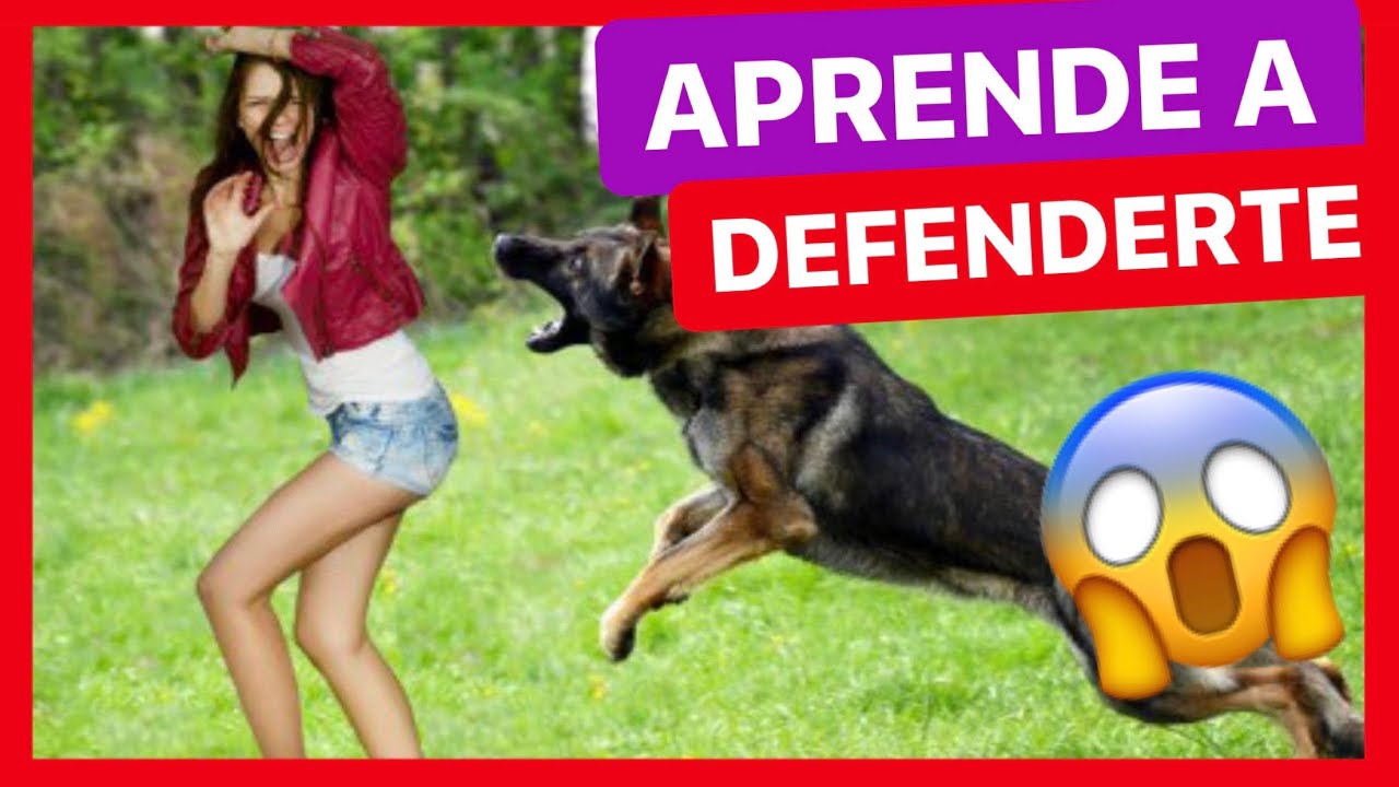 ¿Qué HAGO si me ATACA UN PERRO 🛑? - EVITA que te MUERDA (100% FUNCIONAL! ✅)