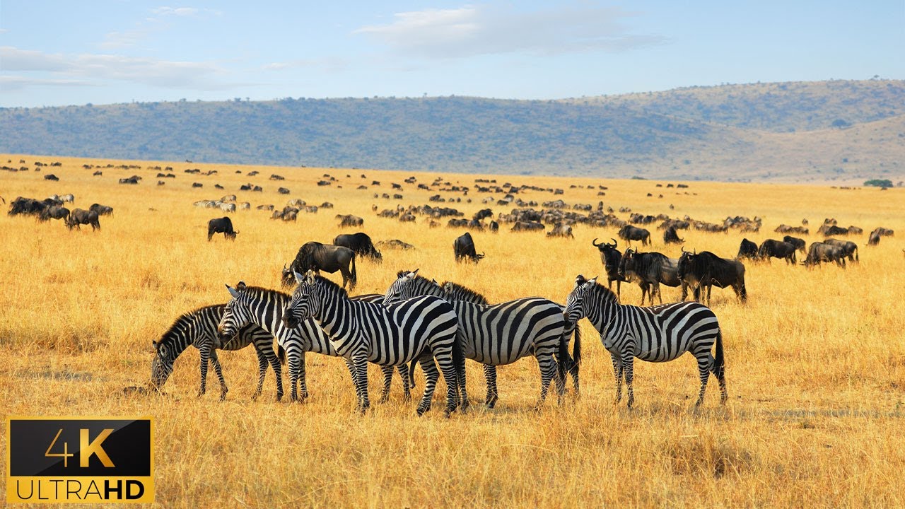 4K African Animals: Tsavo East National Park of Africa - Beautiful Wild Animals With Real Sounds 4K