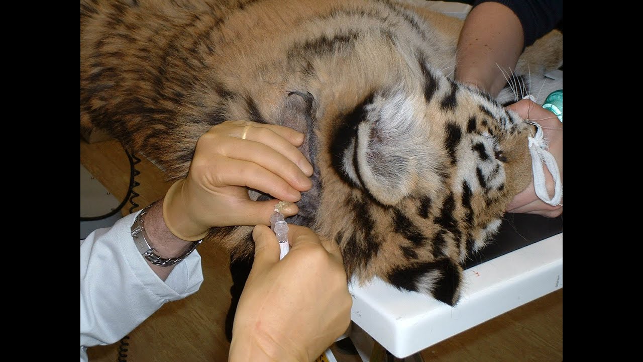 CSF Collection Complications in Dogs - Clinical Presentation and Imaging Characteristics