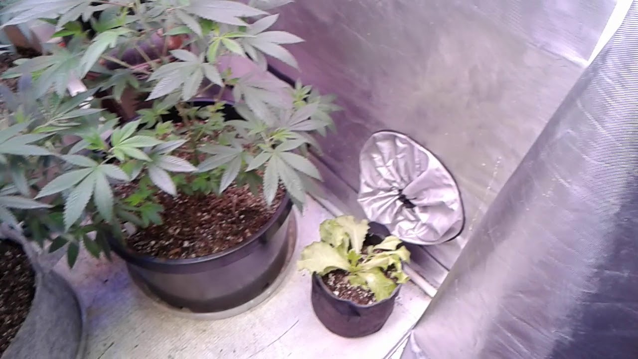 T5 Hortilux PowerVeg Start to Finish Spectrum and Auto flower Presidential OG