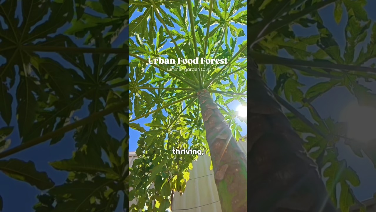 Hot-Climate Garden in Summer - full tour out now! 🌿🌳🌱 #foodforest #permaculture