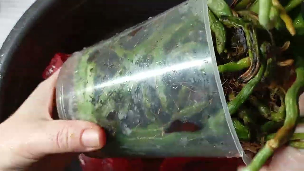 ЧТО произошло с орхидеей из магазина после 1,5 года после покупки ✨  Мой опыт.