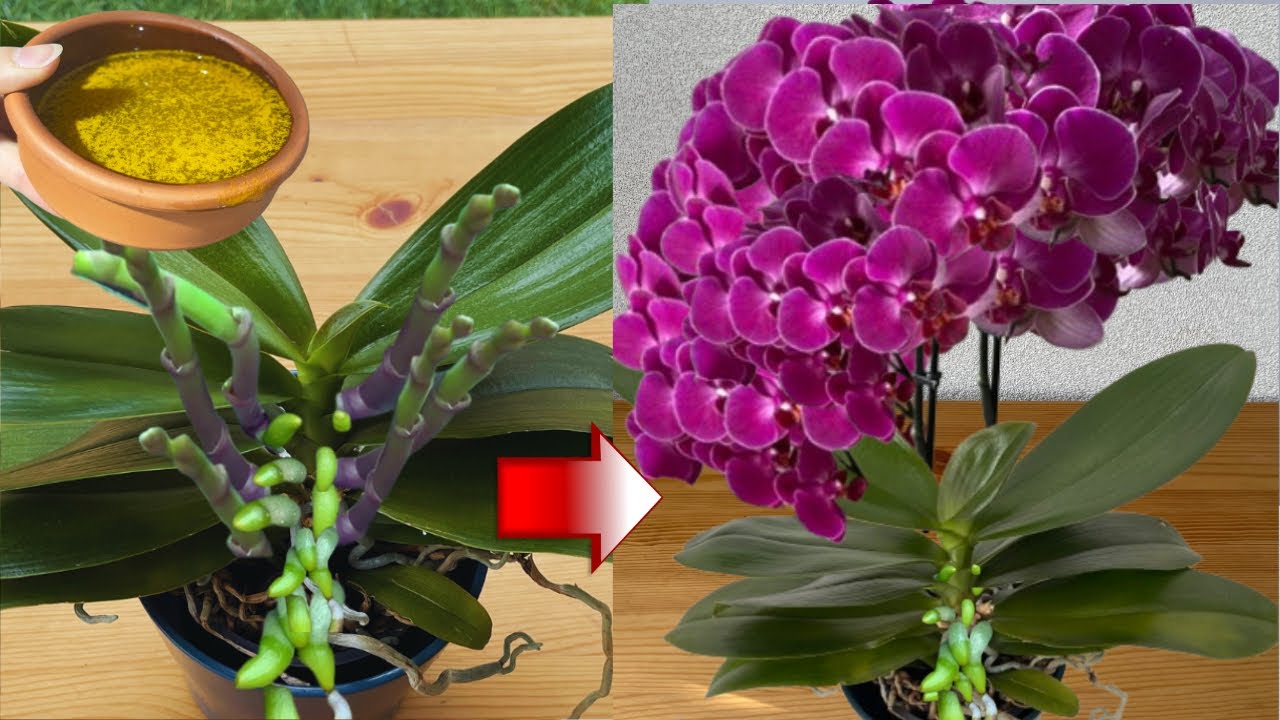 Я просто побрызгала корни! Орхидея вдруг начала цвести без остановки