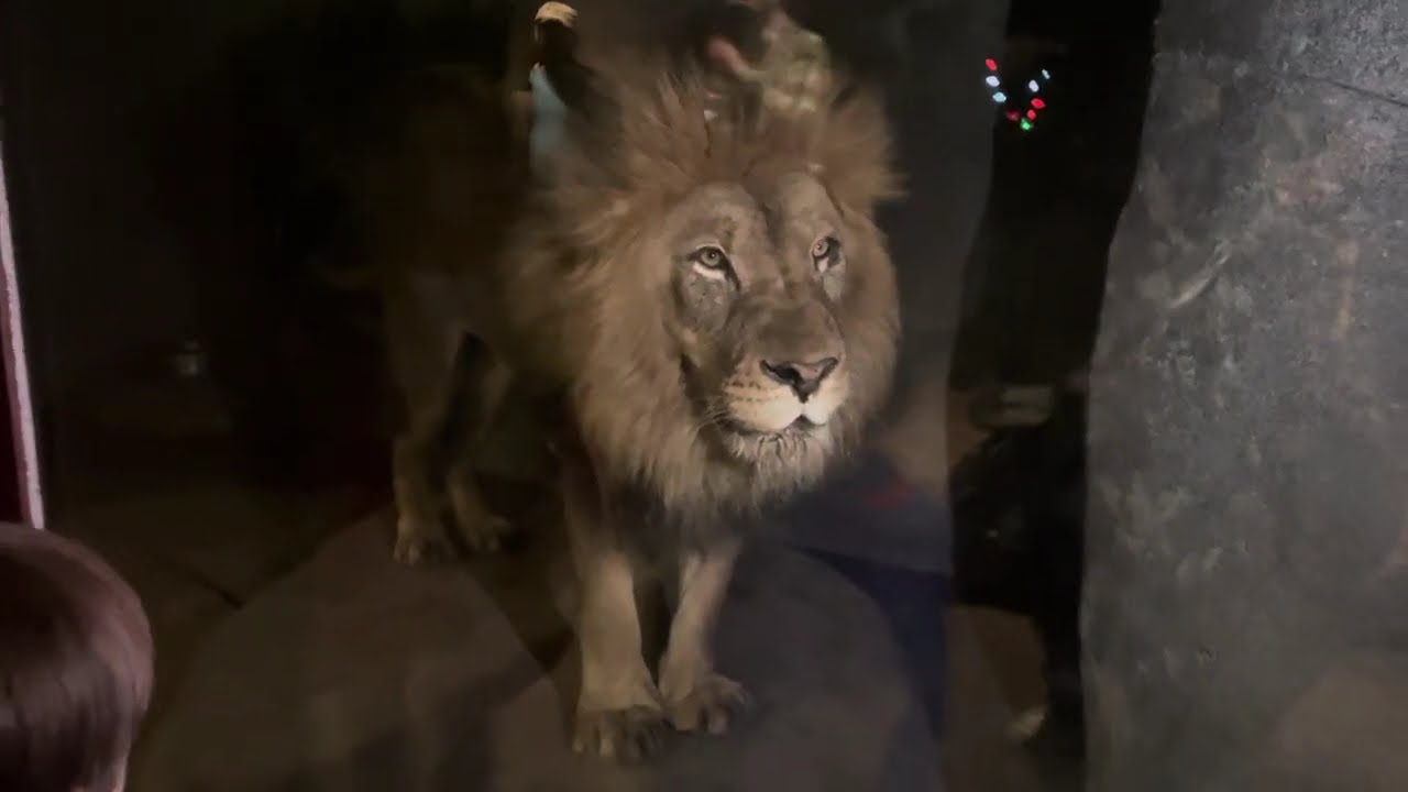 Male Lion Roars People and Lion Divided by 1 glass Long Tongue Angry Animal Wildlife Videography USA