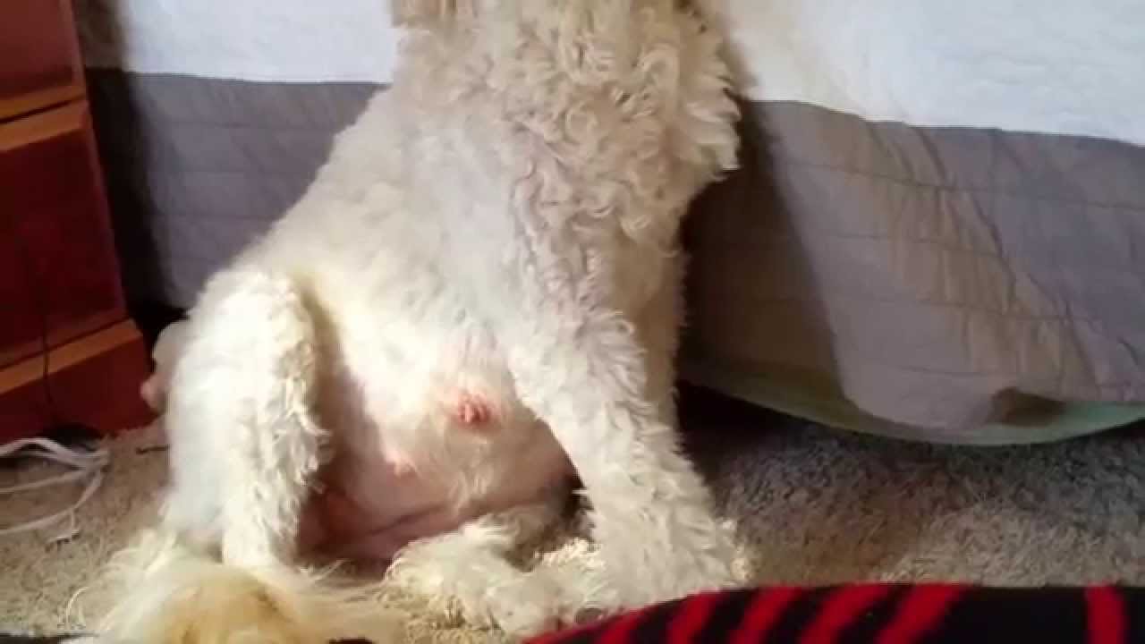 How do I know when my dog will give birth - Gabby the Goldendoodle