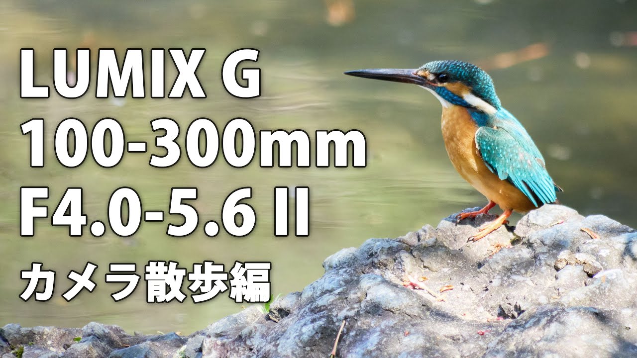 LUMIX G VARIO 100-300mm F4.0-5.6 II レビュー その2。カメラ散歩編 カワセミが撮れました #omsystem #om5