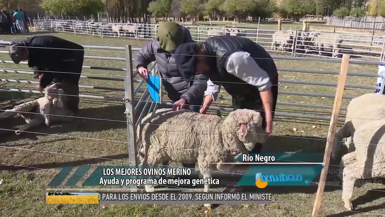 Los mejores ovinos merino