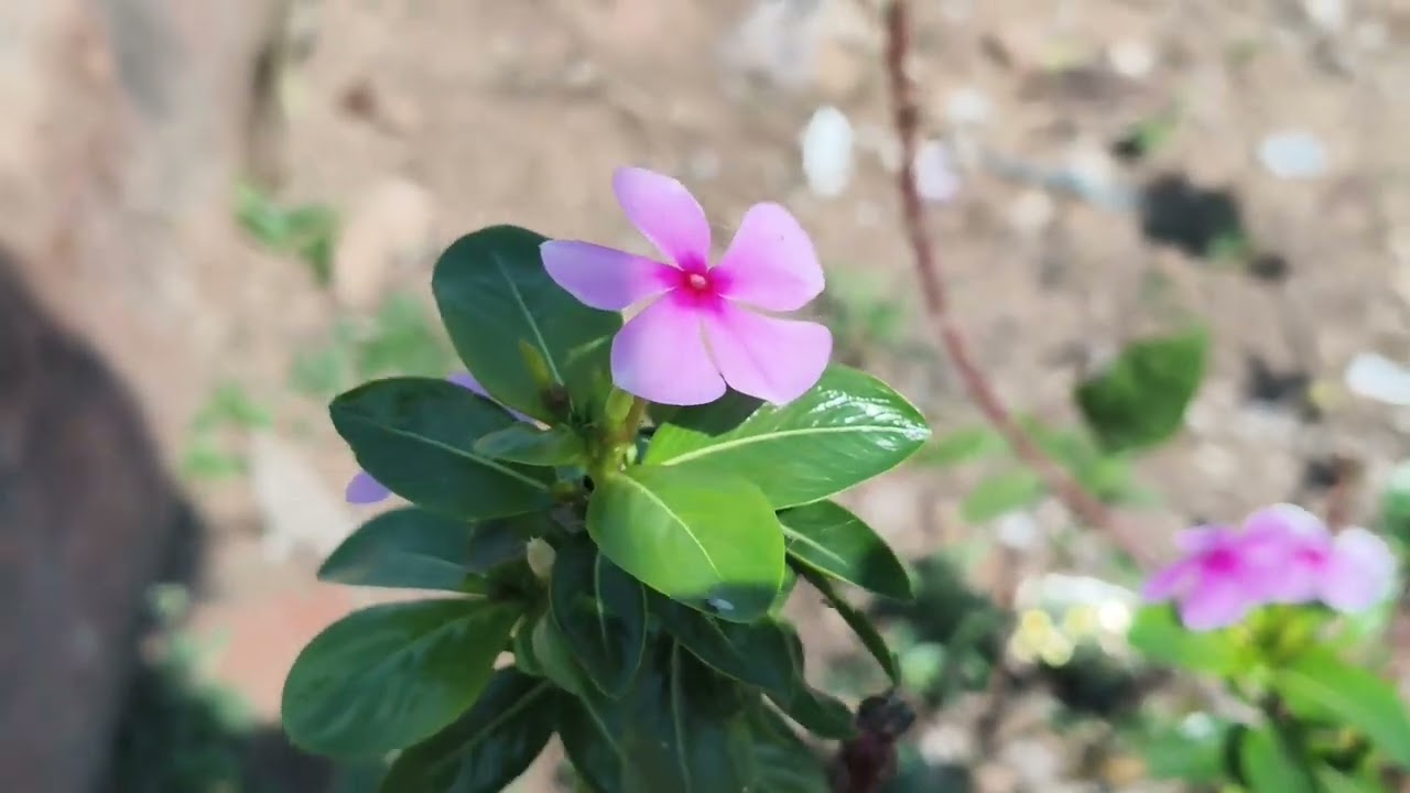 Welcome Tu belatal video