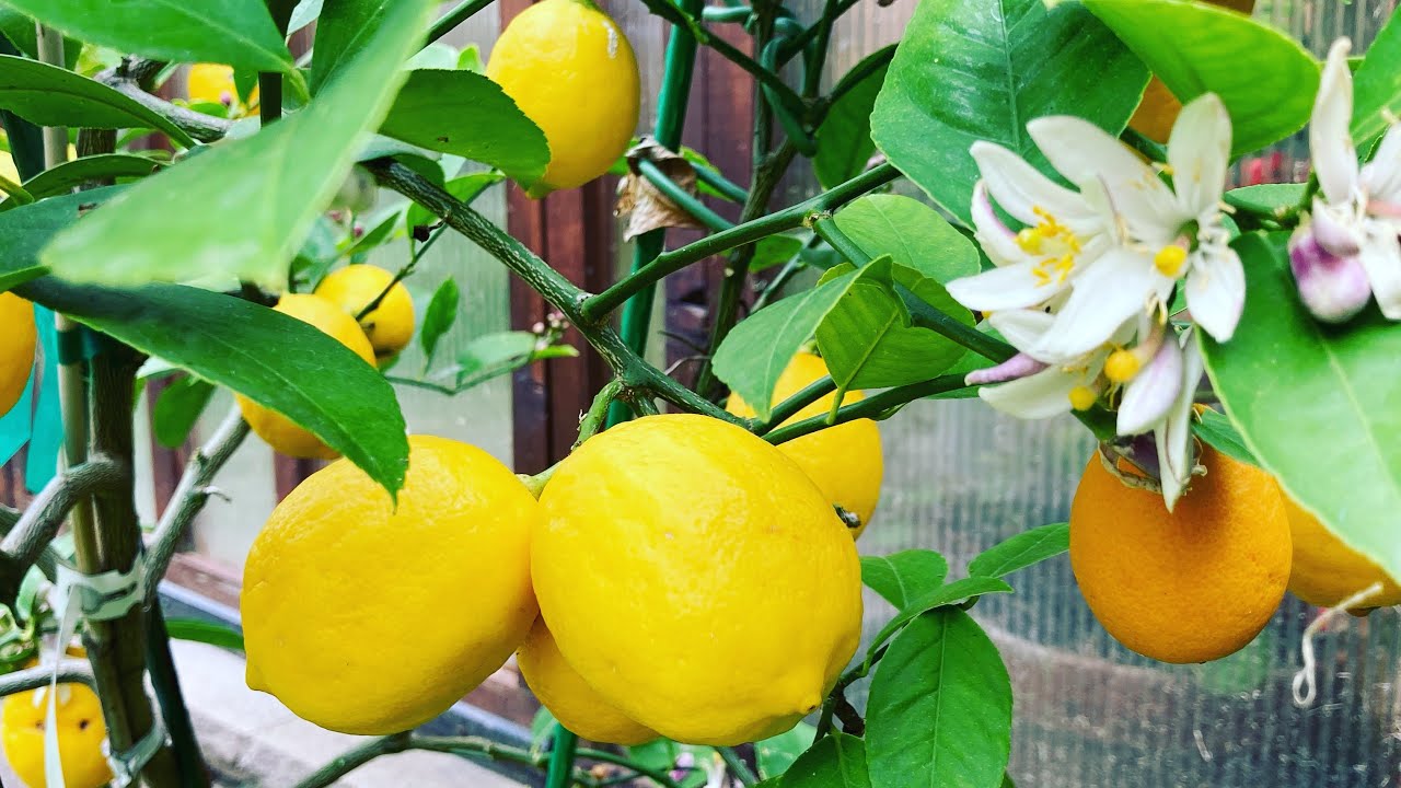 Citrus in the Home Garden: Growing Meyer Lemons in Pots, Making Preserved Lemons.