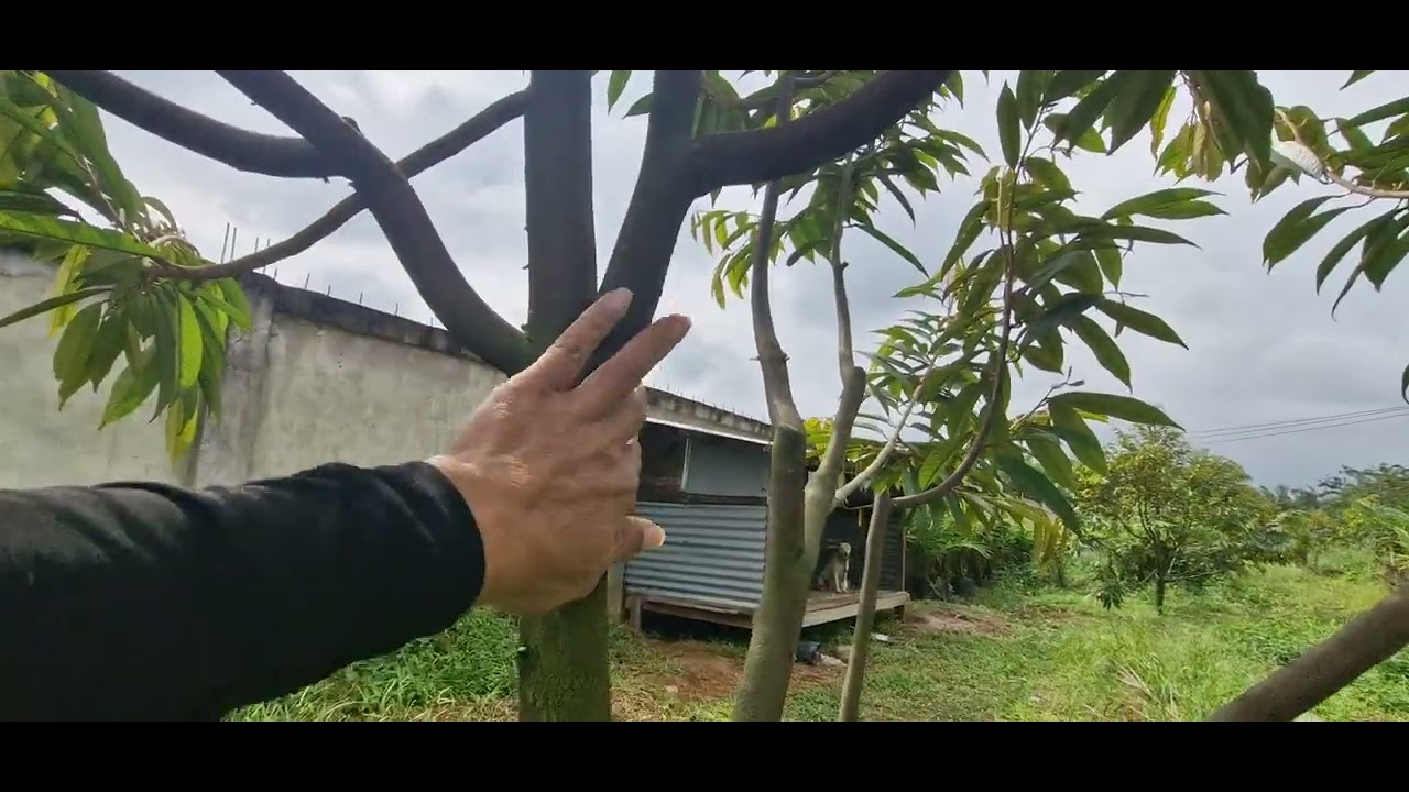 Pertumbuhan durian premium ugal2an usia 17 bln serasa usia 2 thn, dengan pola perawatan yang baik,
