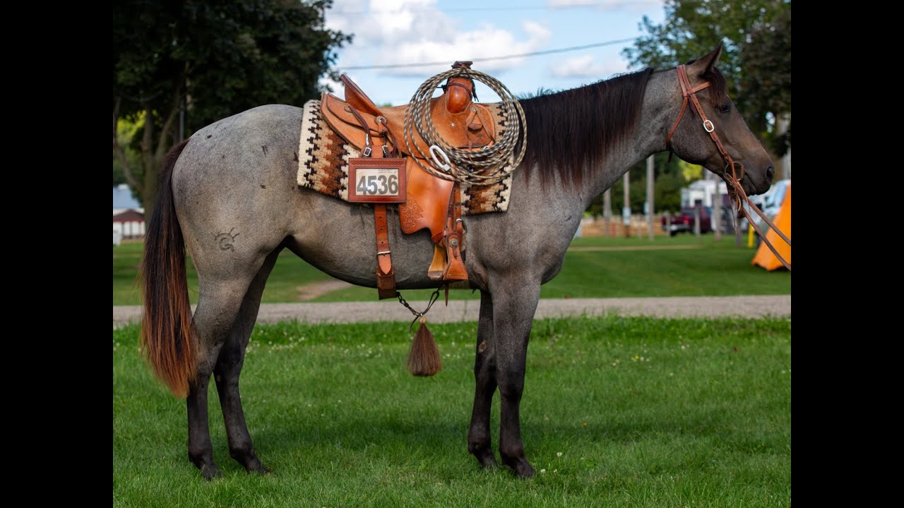 2025 Lot #1 | Rowdy Blue Daisy | SOLD