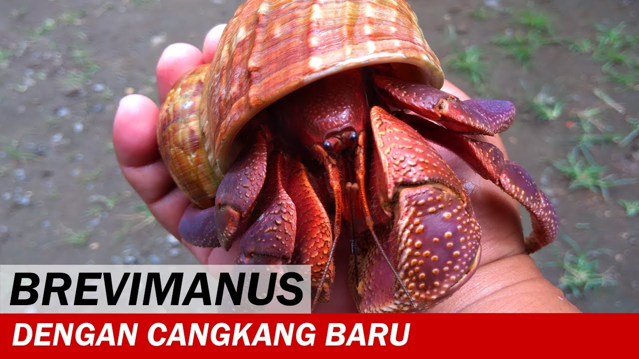 UNBOXING!  Kelomang Coenobita  lila dan Brevimanus dengan Cangkang Baru | Unboxing Video | Crabpedia