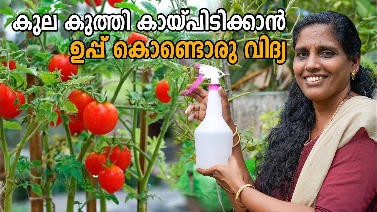 കുല കുത്തി കായ്പിടിക്കാൻ ഉപ്പ് കൊണ്ടൊരു വിദ്യ | Benefits of Epsum Salt for Plants