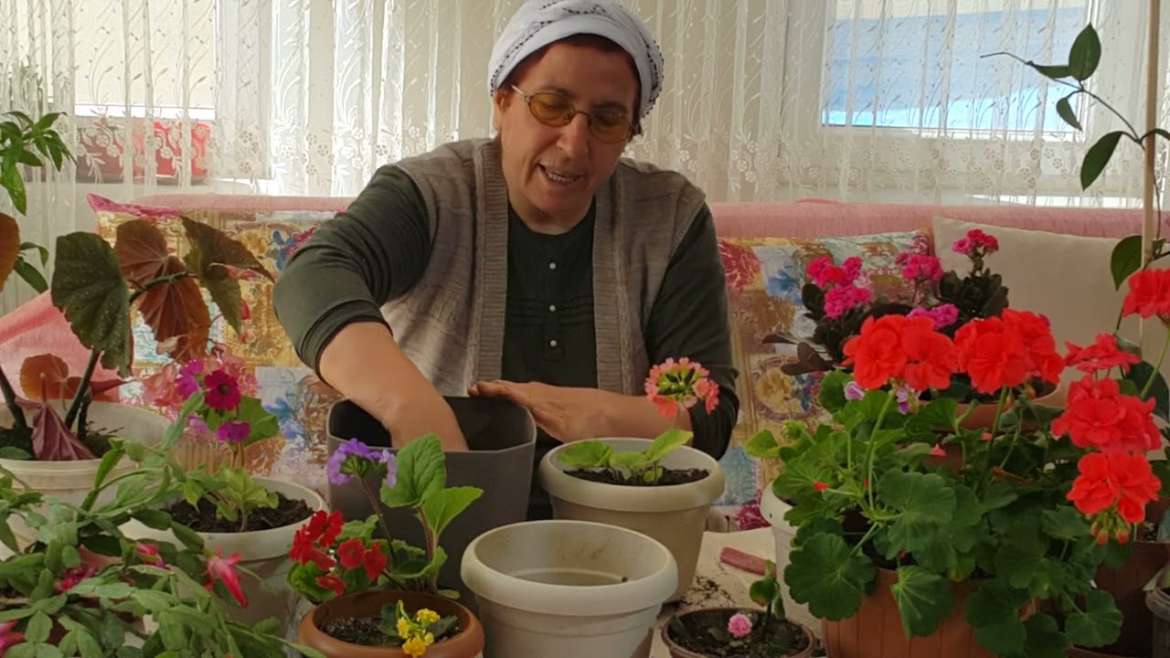 ONBİR AY ÇİÇEĞİ DİKİYORUZ VE BAKIMINI YAPIYORUZ.