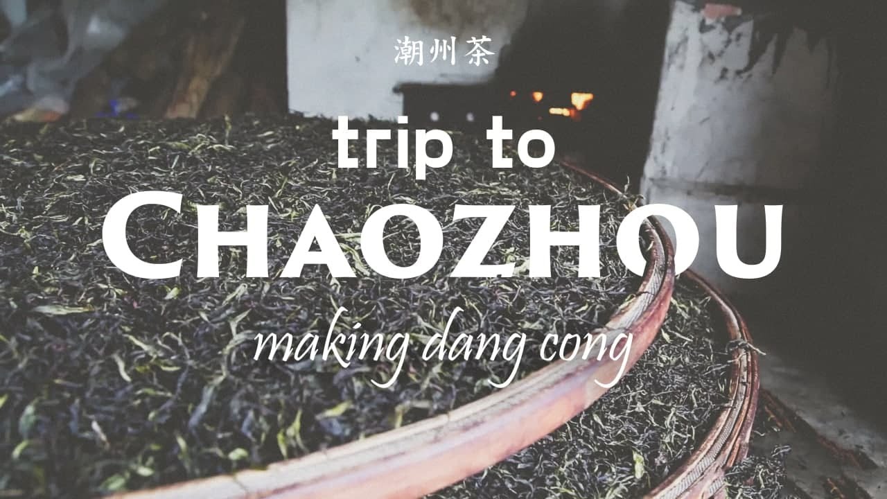 Famous Dancong Oolong tea. Journey to Chaozhou.