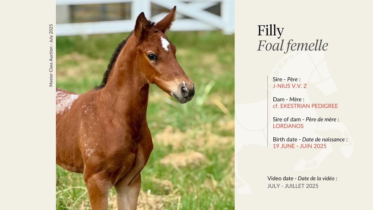 Lot 1 - Filly - J-Nius V.V. Z x Lordanos
