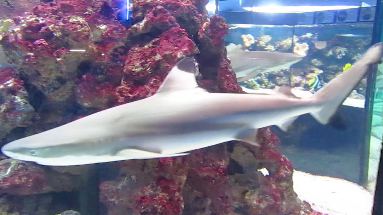 Fur seals | Dolphins | Nemo | Nemo Dolphinarium |  Nemo Odessa