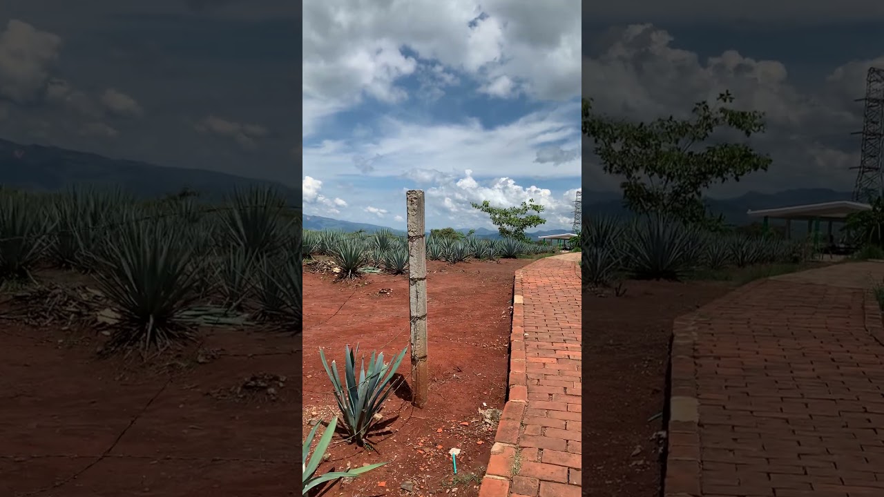 El agave azul tequilana weber | Tequila