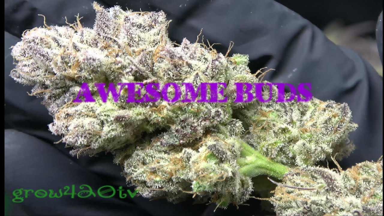 Organic Cannabis Harvest!!! Our Last Plant Comes Down!!!