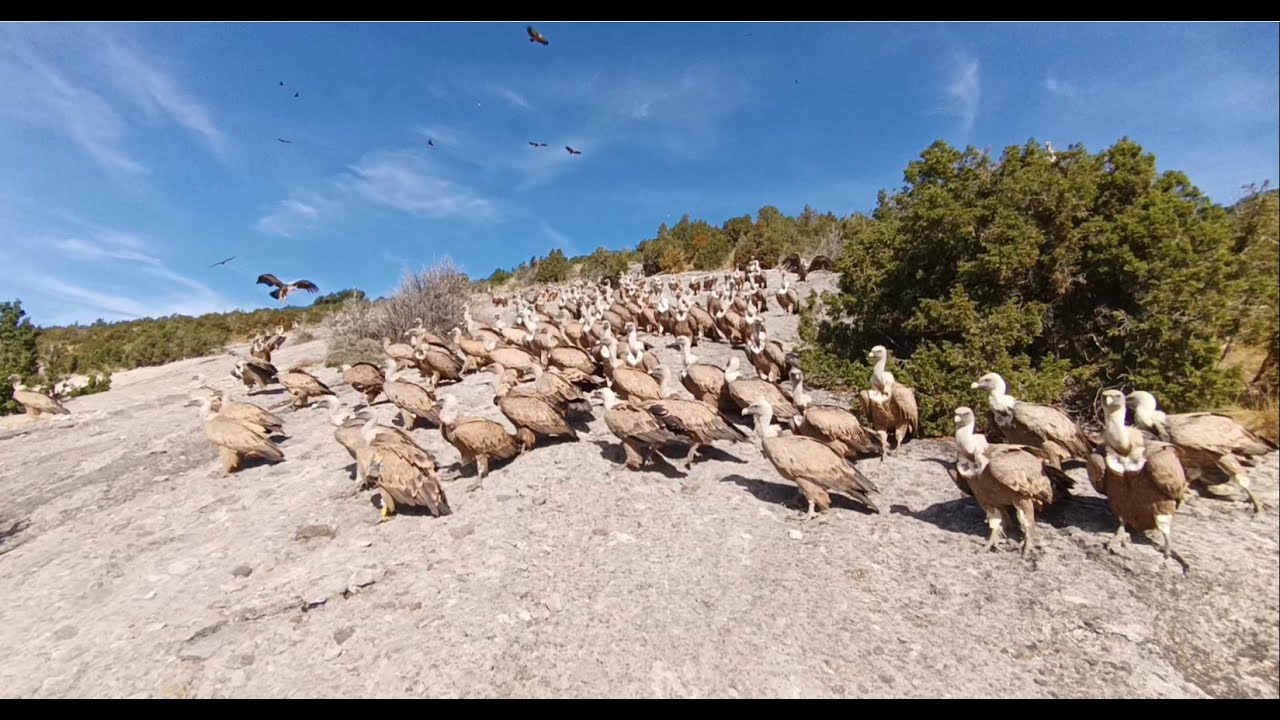 Buitres Comen En Vivo En Directo Comida Alimentan Leonado Quebratahuesos Negro Alimoche Sierra Guara