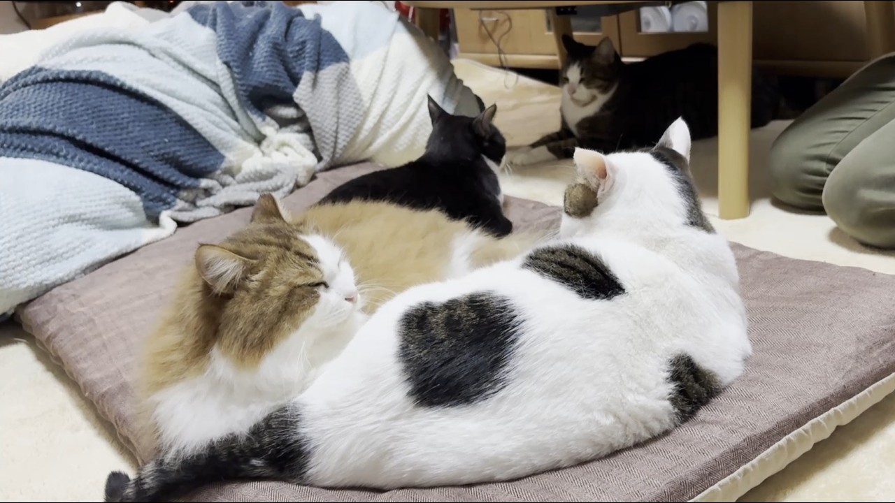 知らんかった、4匹の猫団子ができる難しさを