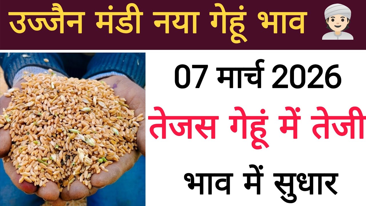 नया गेहुं भाव 07 मार्च 2026 : gehu bhav ujjain Mandi : gehu live bhav ujjain Mandi