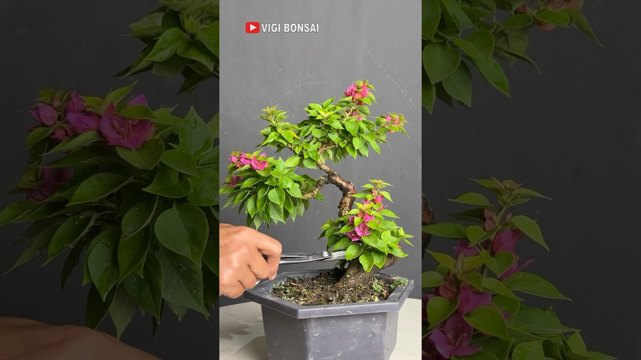 Flowering Bougainvillea Bonsai