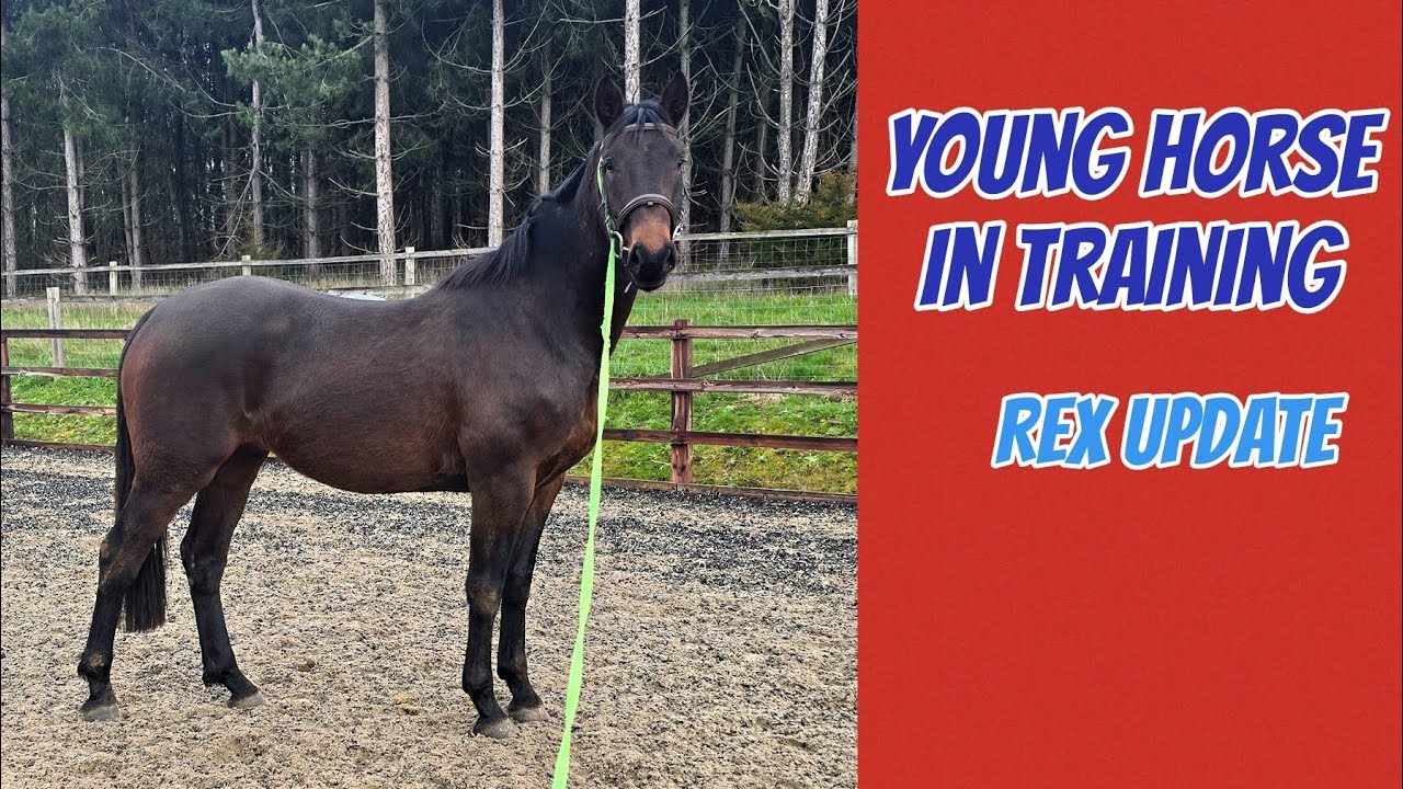 Молодой конь на тренировке | Новости о Рексе
