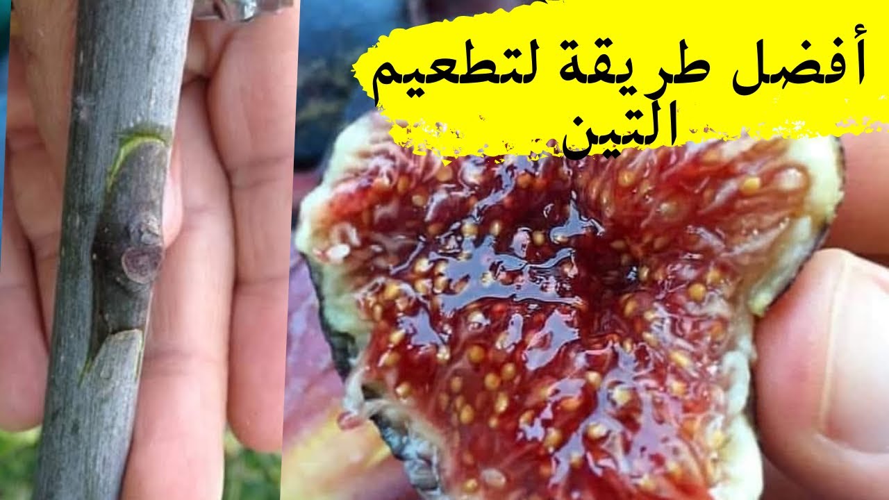 Grafting Fig Trees: The Easiest Video To Understand