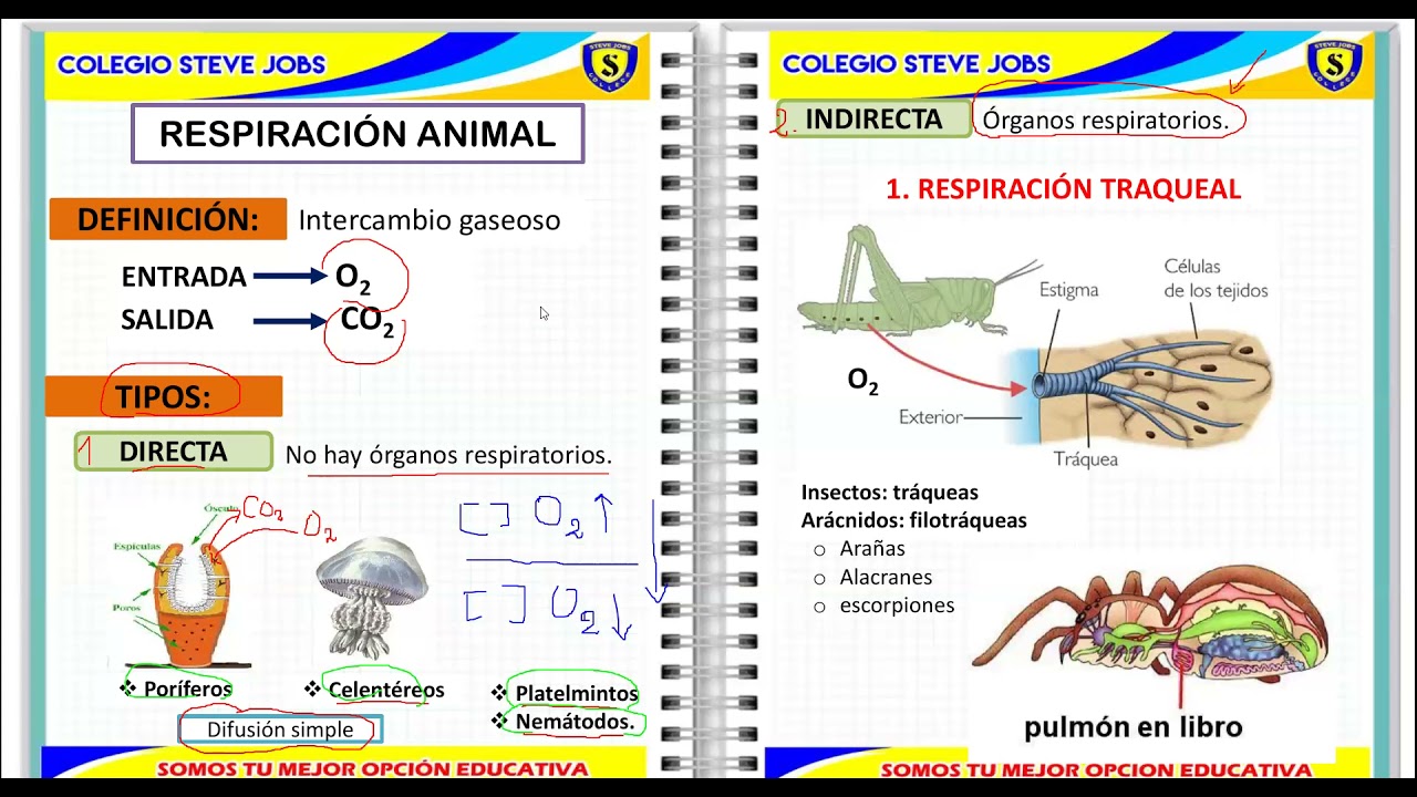 RESPIRACIÓN ANIMAL