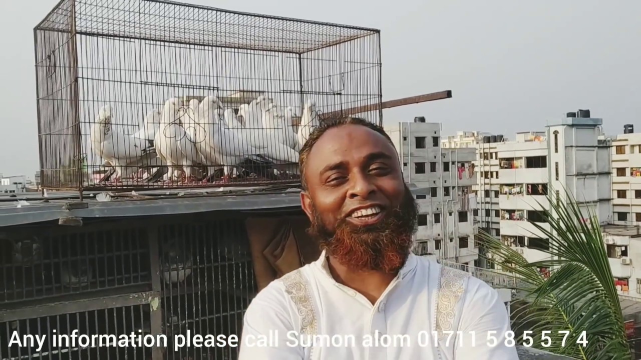 কালদম কবুতরের প্রতি ভালবাসা ২০ বছরের সাধনা না দেখলে চরম মিছ শেষ পর্ব