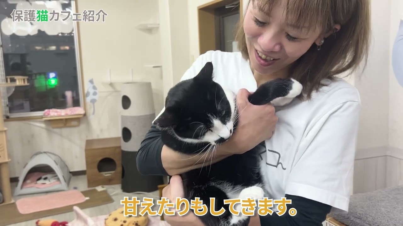 保護猫カフェ ねこ🐾໊ネコ 紹介動画