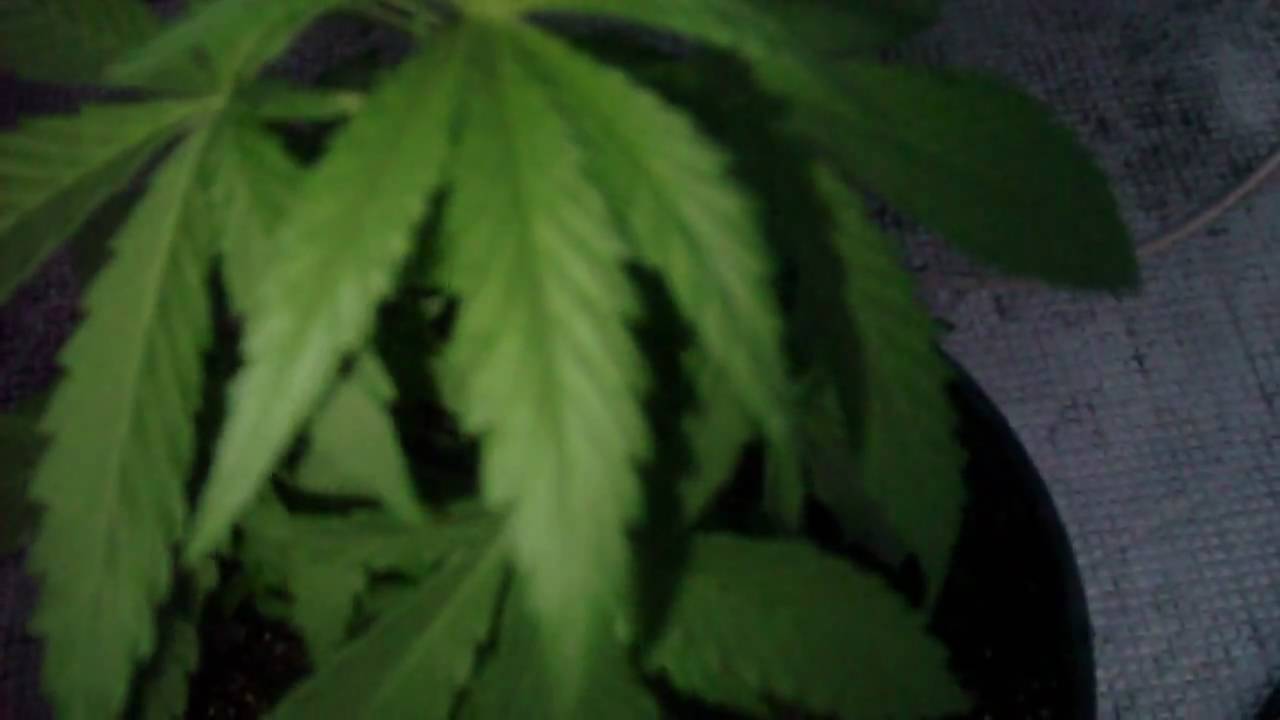 My First Cannabis Plant