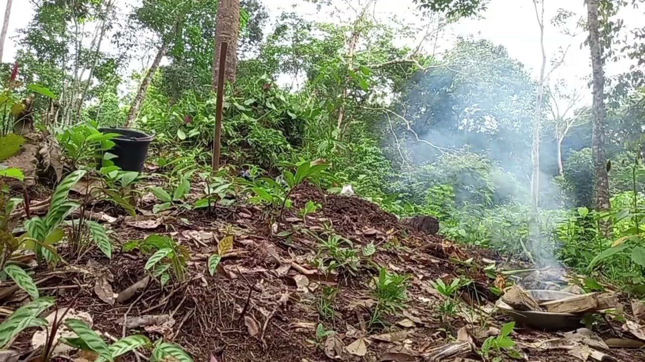 Menyemai sawit di polibek