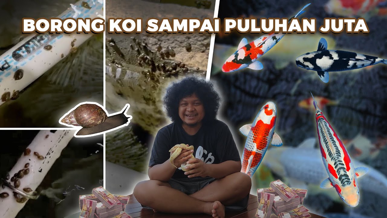 DIKOLAM ADA RIBUAN KEONG, BABE MALAH NAMBAH KOI PULUHAN JUTA | BABE FISH