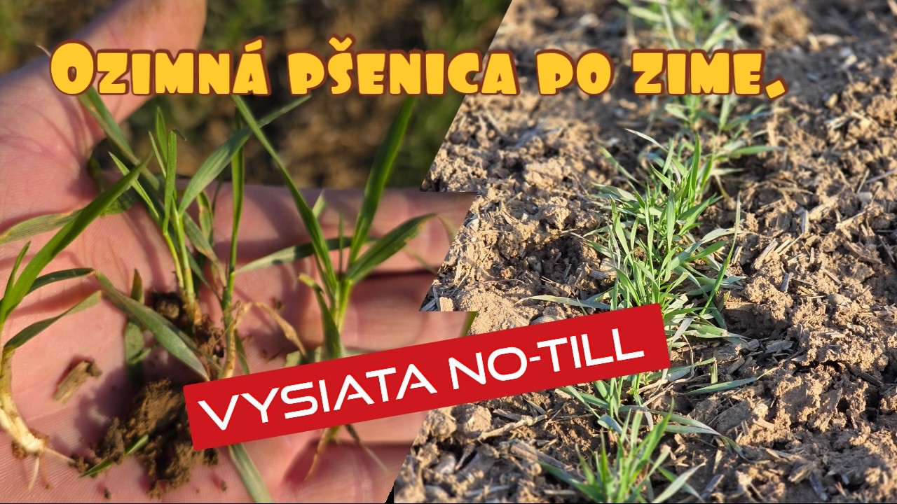 56. NO-TILL pšenica po zime – prežilo to? Reálny stav na poli ✅