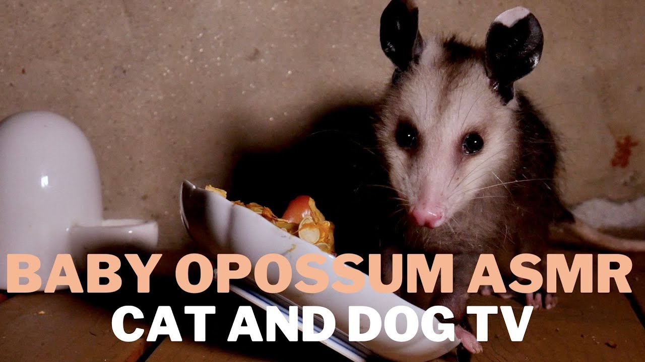 Relaxing ASMR Baby Opossum Munching Sounds | 4K HDR