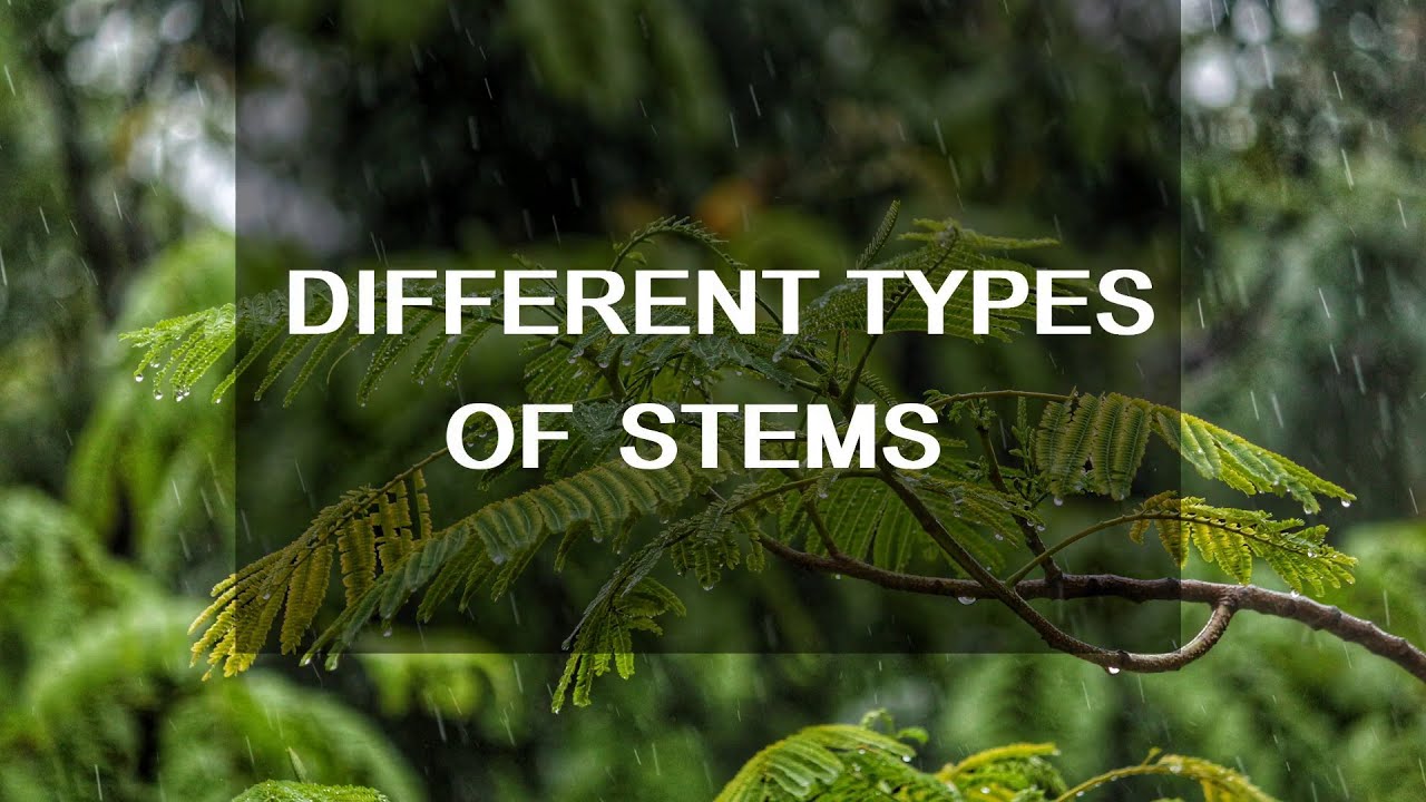 Different types of Stems - Montessori Botany