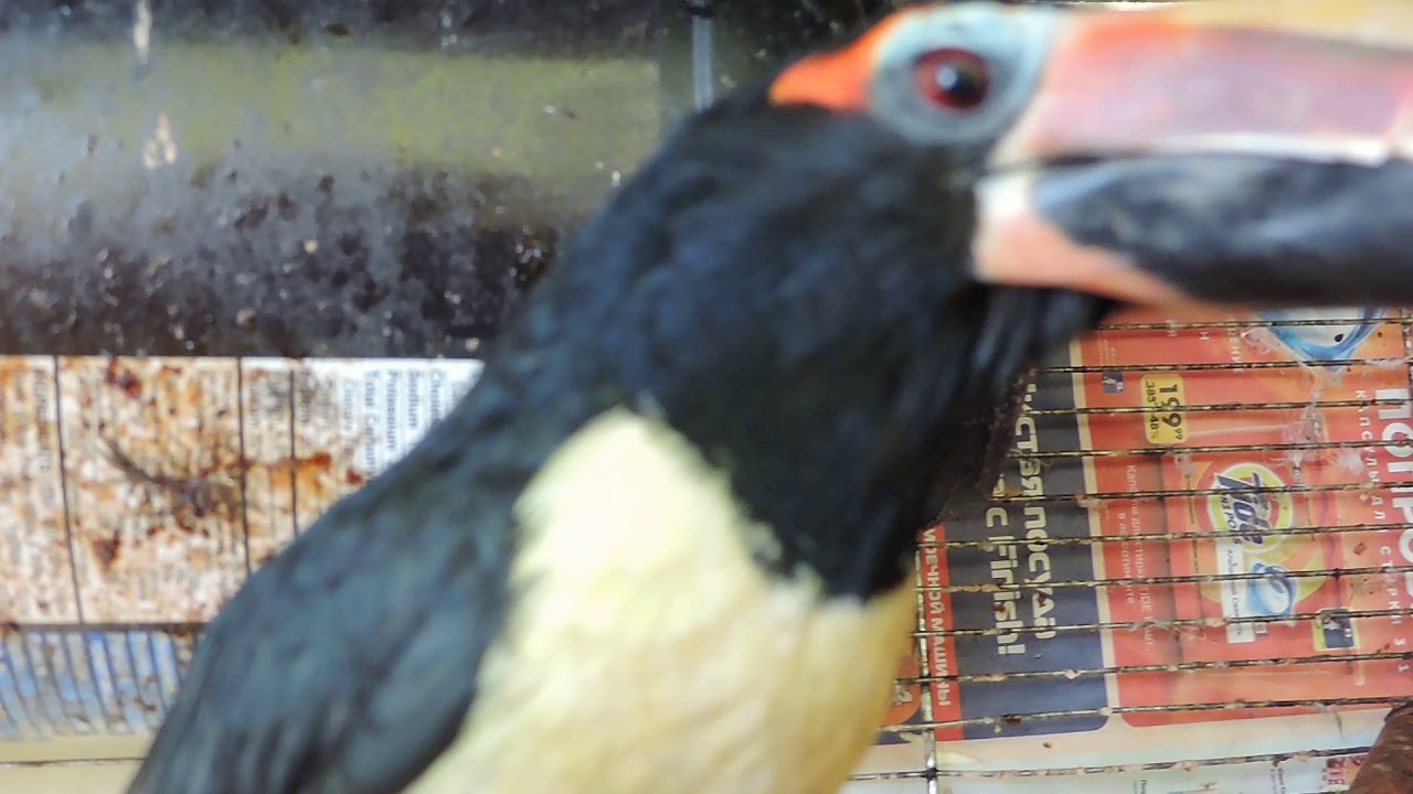 Collared Aracari - ОШЕЙНИКОВЫЙ АРАСАРИ