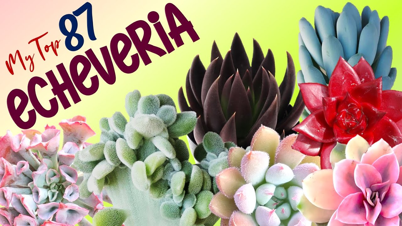 MY TOP 87 ECHEVERIA SPECIES | HERB STORIES