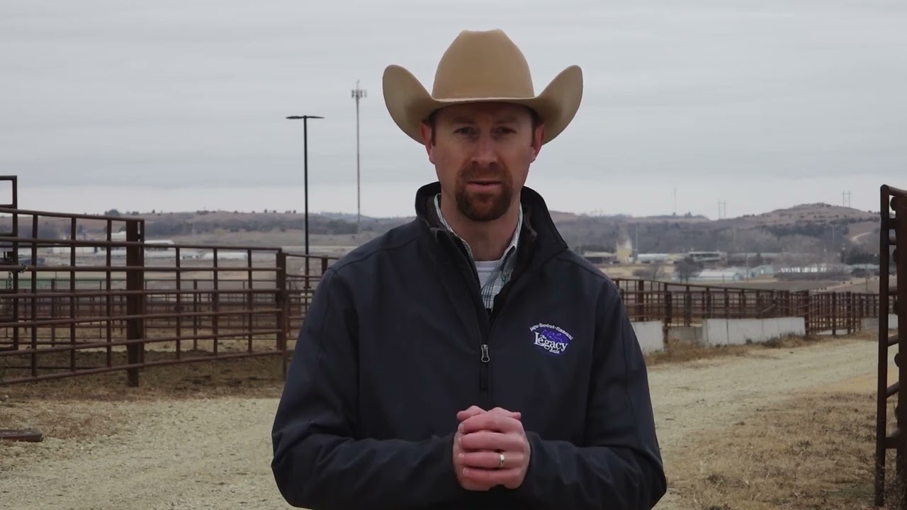 Winter feed strategies for cow-calf producers