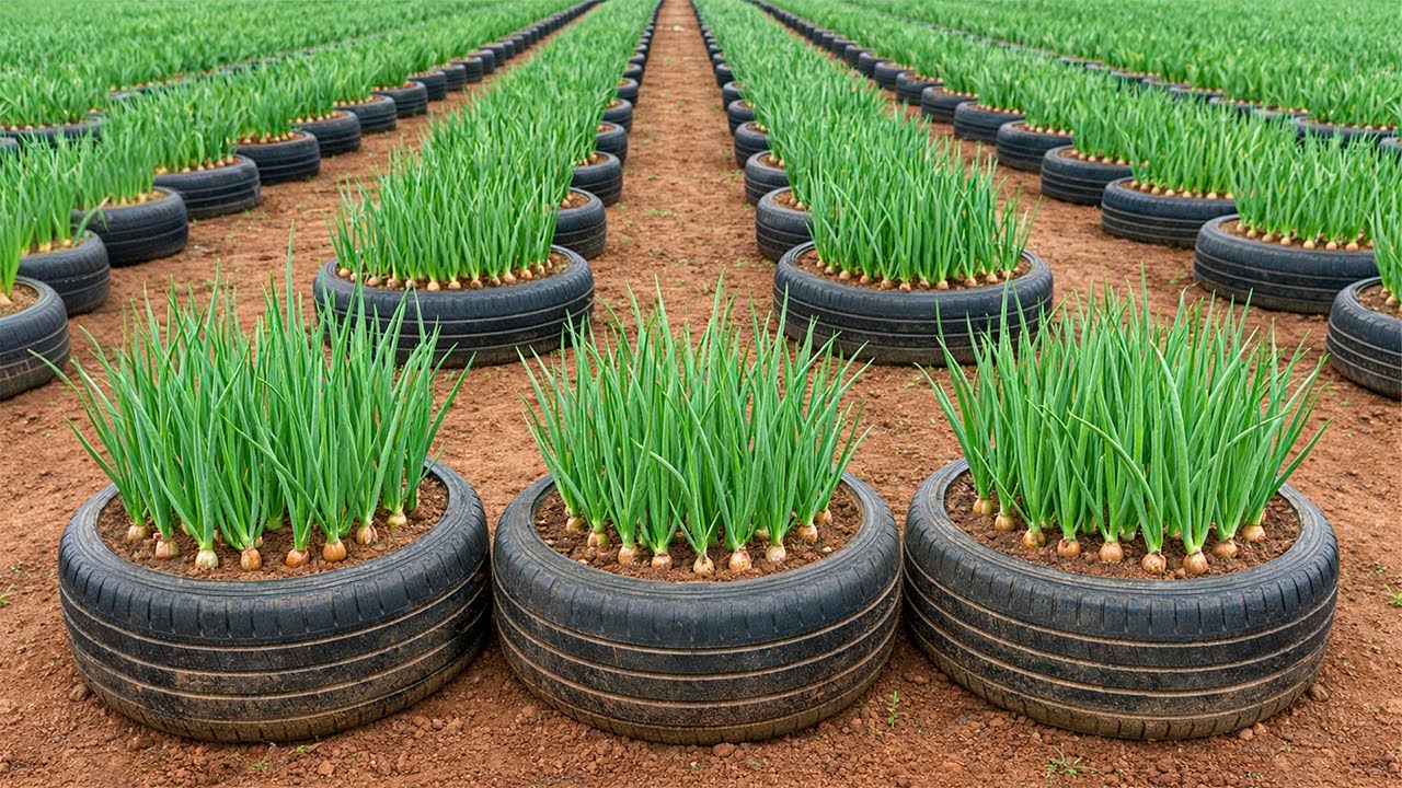 Growing Green Onions 🧅♻️ Smart Tire Reuse For High Yield Harvest
