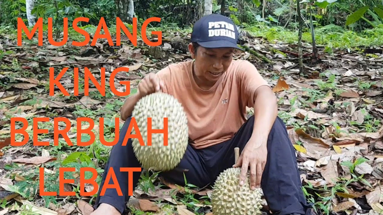 TOP WORKING RESULTS OF 7 YEAR OLD MUSANG KING BEARING A LOT OF FRUIT