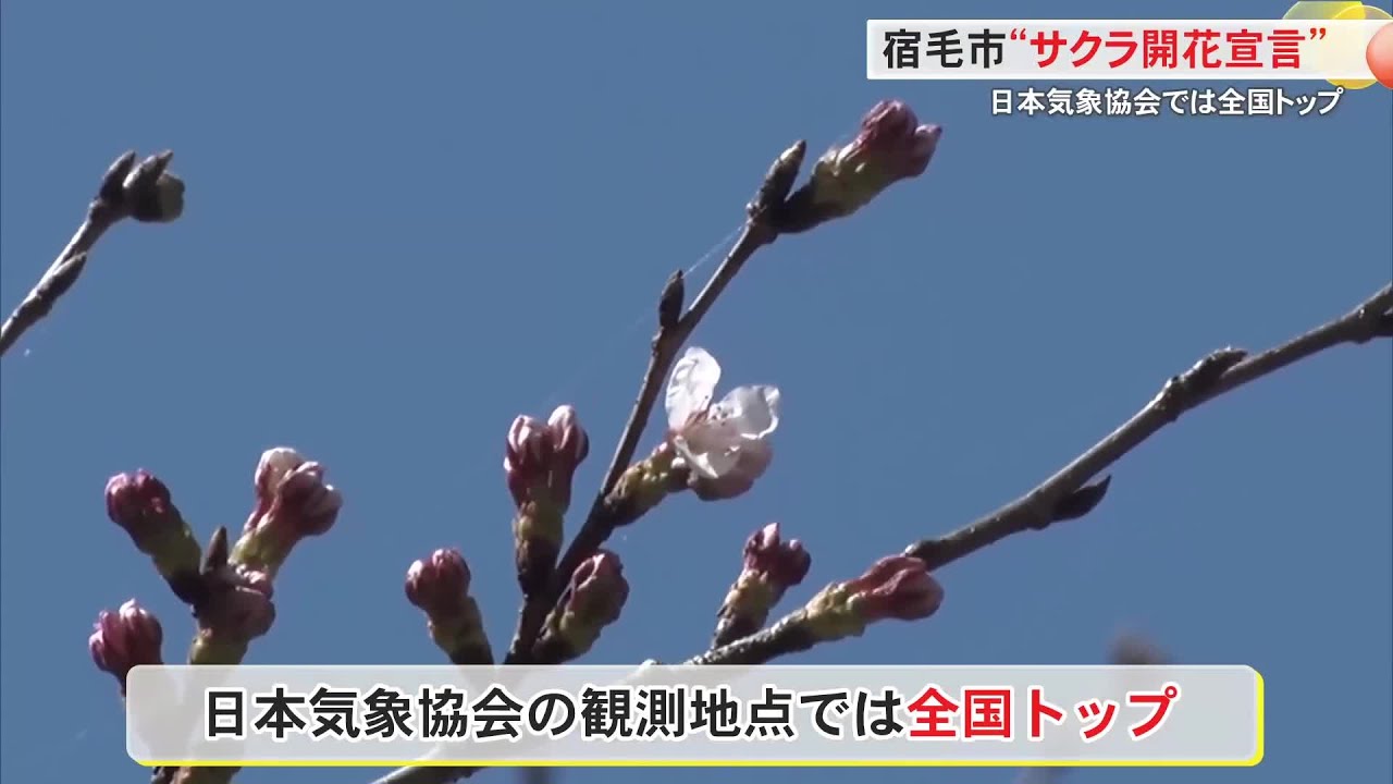 宿毛市が“日本一早い”桜の開花宣言　高知城は持ち越しに (26/03/15 18:10)