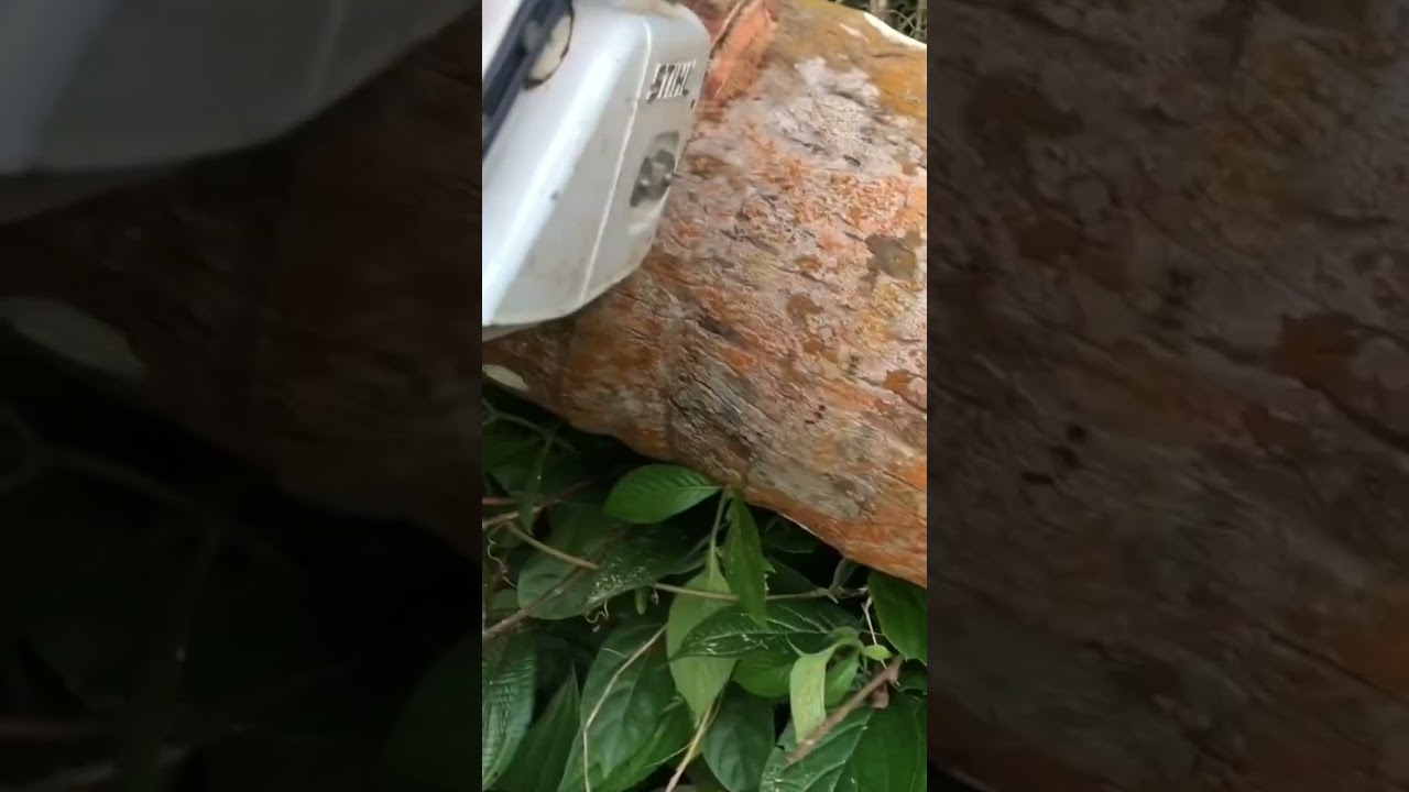 Hardest coconut wood