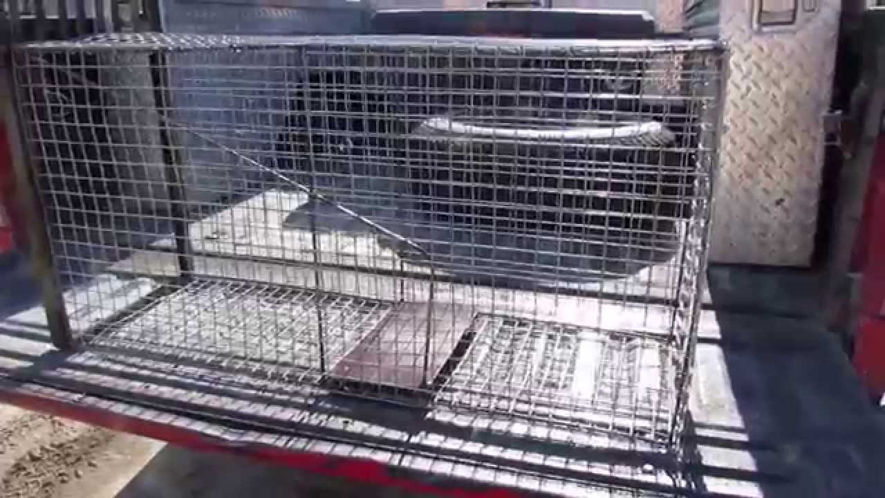 Making a Bobcat Cage Trap