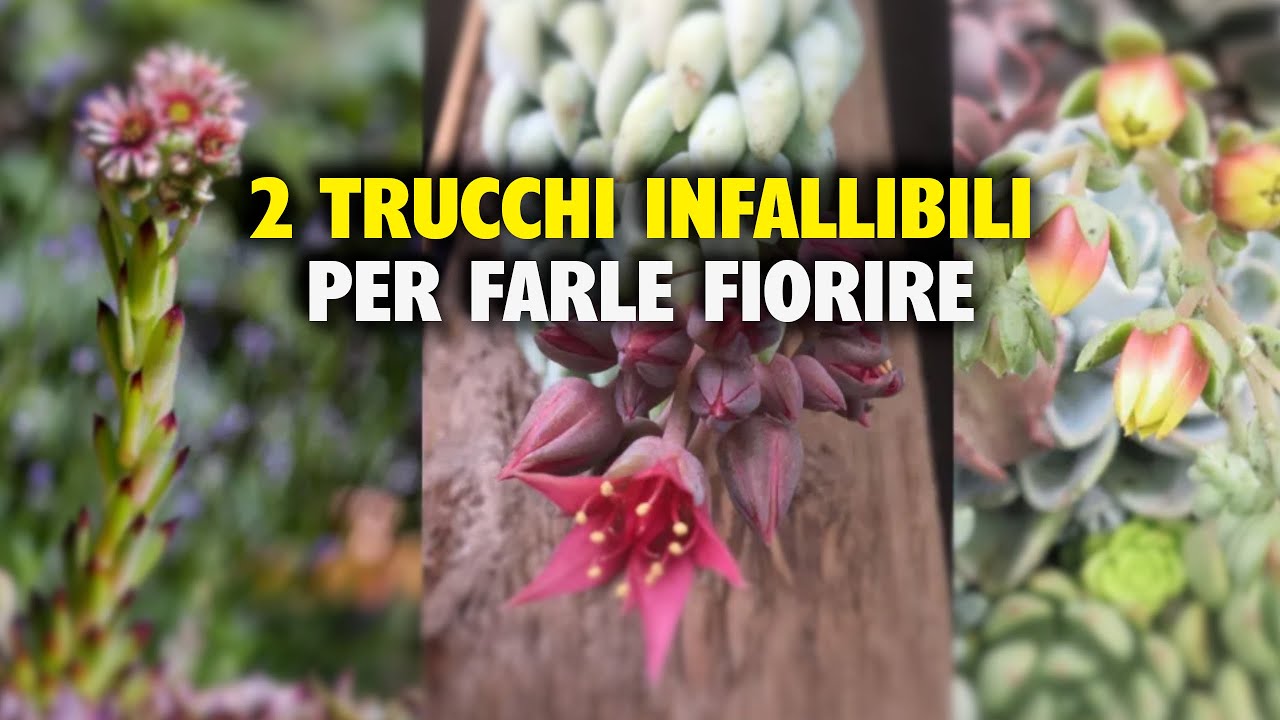 Come Far FIORIRE I Tuoi Cactus E Le Tue Piante Grasse: 2 Trucchi INFALLIBILI