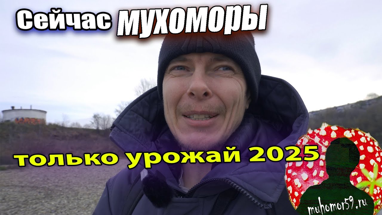 Прошлогодний урожай мухоморов распродан, а свежий урожай 2025 заготовлен